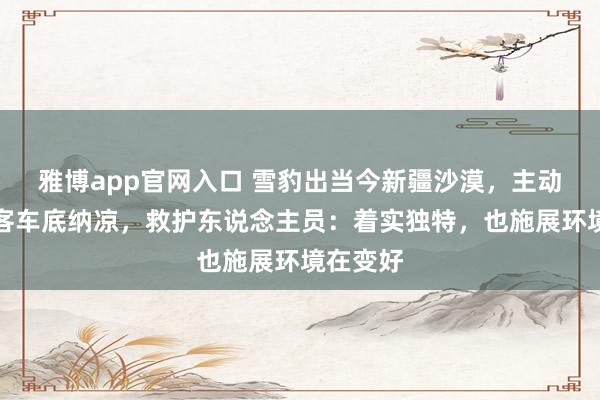 雅博app官网入口 雪豹出当今新疆沙漠，主动钻到旅客车底纳凉，救护东说念主员：着实独特，也施展环境在变好