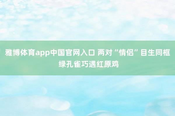 雅博体育app中国官网入口 两对“情侣”目生同框 绿孔雀巧遇红原鸡